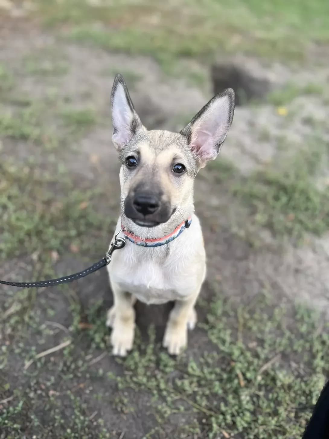 Luna (Луна), female young Mixed Breed for adoption at Happy Paw Kyiv