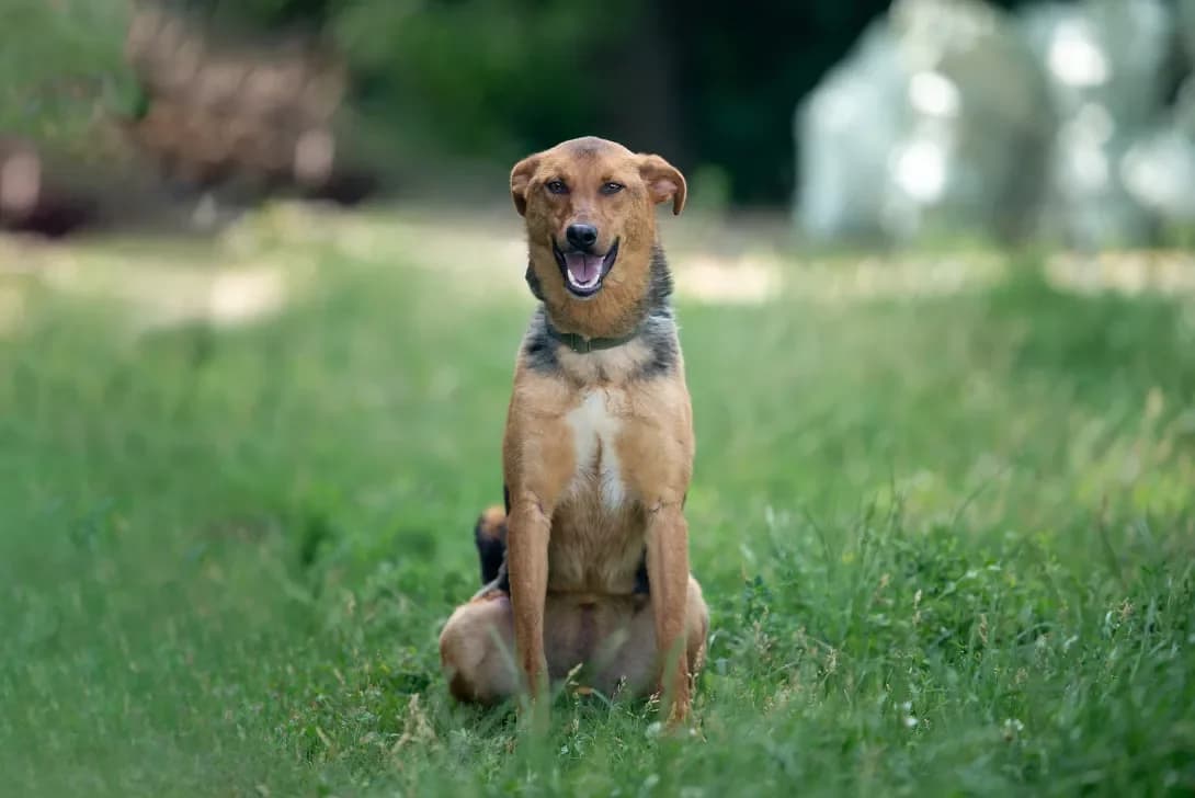 Zumi (Зумі), Mixed Breed (Happy Paw Kyiv Oblast)