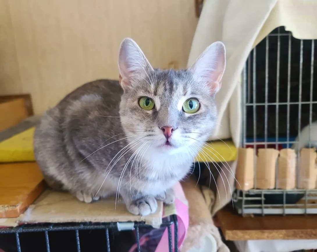 Lyulyu (Люлю), female 3yo Mixed Breed for adoption at Happy Paw Kyiv
