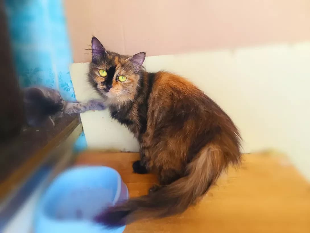 Koritsya (Кориця), female 3yo Mixed Breed for adoption at Happy Paw Kyiv