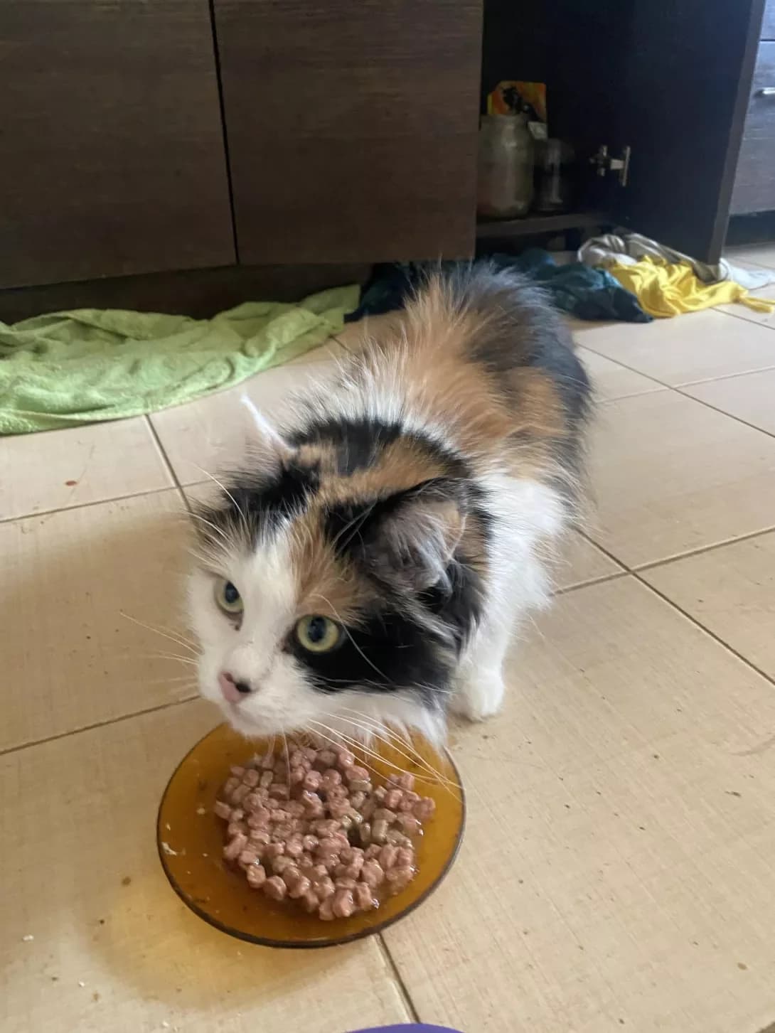 Sonka (Сонька), female senior Mixed Breed for adoption at Happy Paw Vinnytsia Oblast