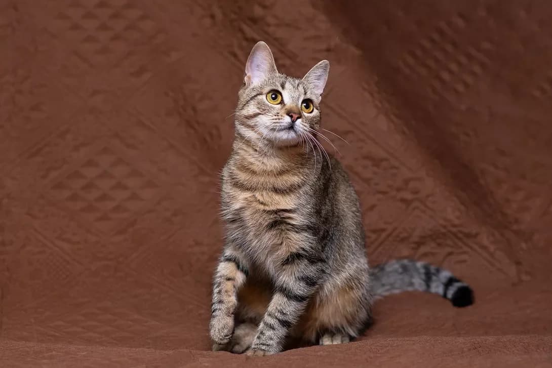 Risya (Рися), Mixed Breed (Happy Paw Kyiv Oblast)