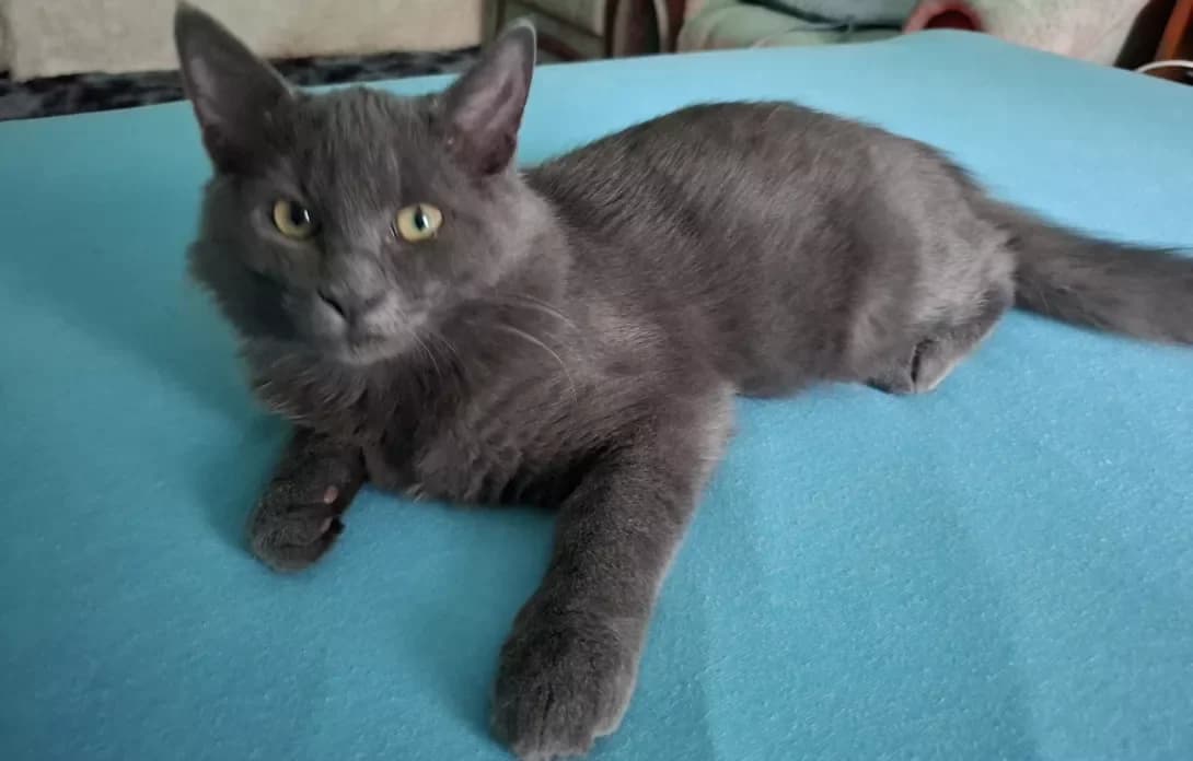Grey (Грей), male young Mixed Breed for adoption at Happy Paw Kyiv