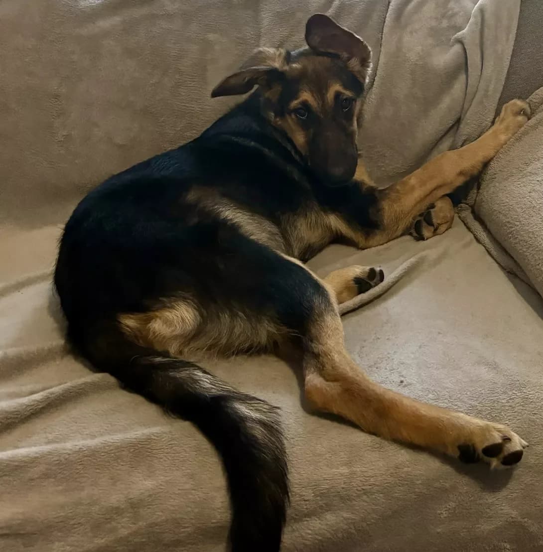 Bonya (Боня), female young Mixed Breed for adoption at Happy Paw Kyiv