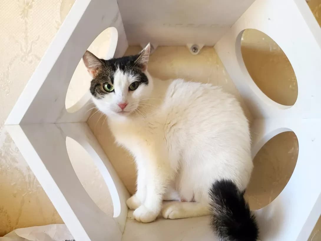 Monika (Моніка), female 3yo Mixed Breed for adoption at Happy Paw Kyiv