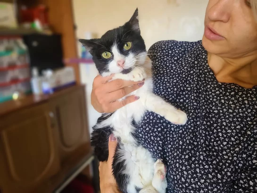 Murchik (Мурчик), male 4yo Mixed Breed for adoption at Happy Paw Kyiv