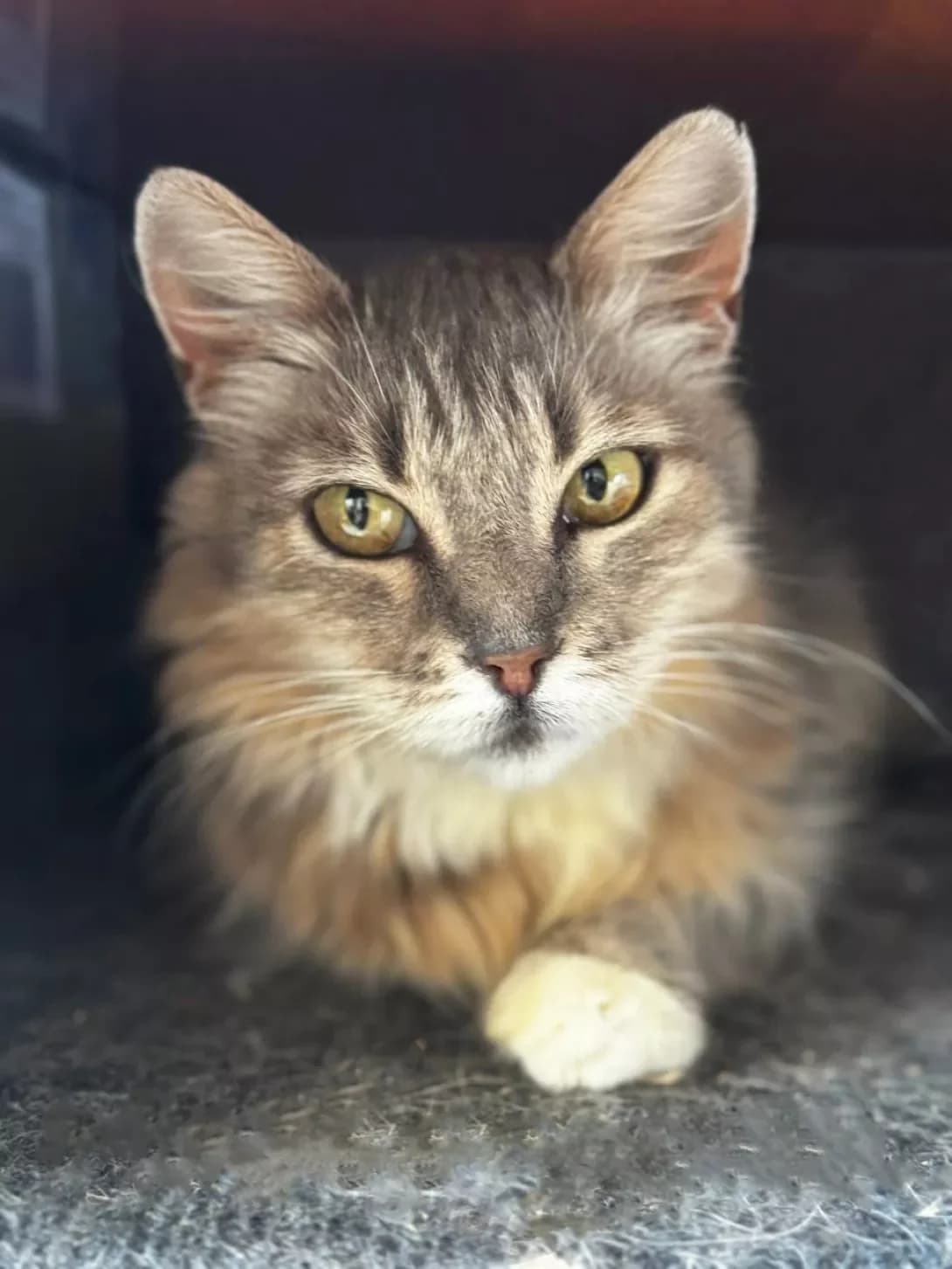 Shalfeya (Шалфея), female 4yo Mixed Breed for adoption at Happy Paw Kyiv
