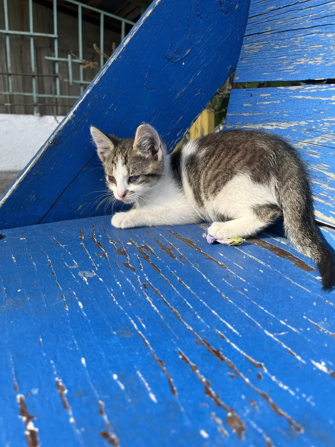 Motsart (Моцарт), male young Mixed Breed for adoption at Happy Paw Cherkasy Oblast
