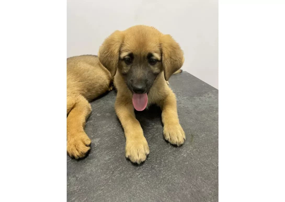 Bulka (Булка), female young Mixed Breed for adoption at Happy Paw Kyiv