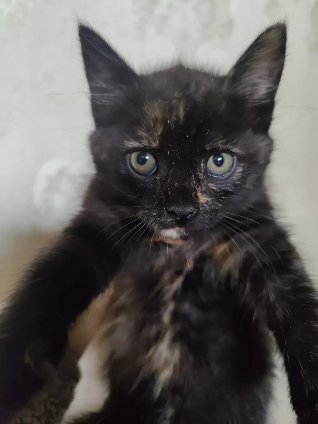 Kerri (Керрі), female young Mixed Breed for adoption at Happy Paw Kyiv