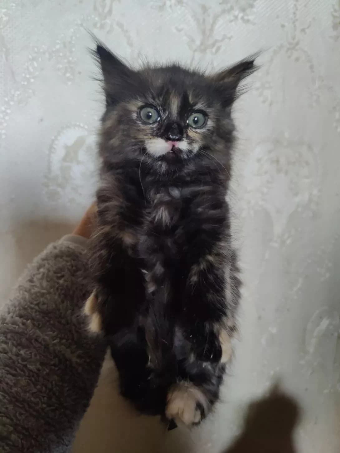 Cherri (Черрі), female young Mixed Breed for adoption at Happy Paw Kyiv