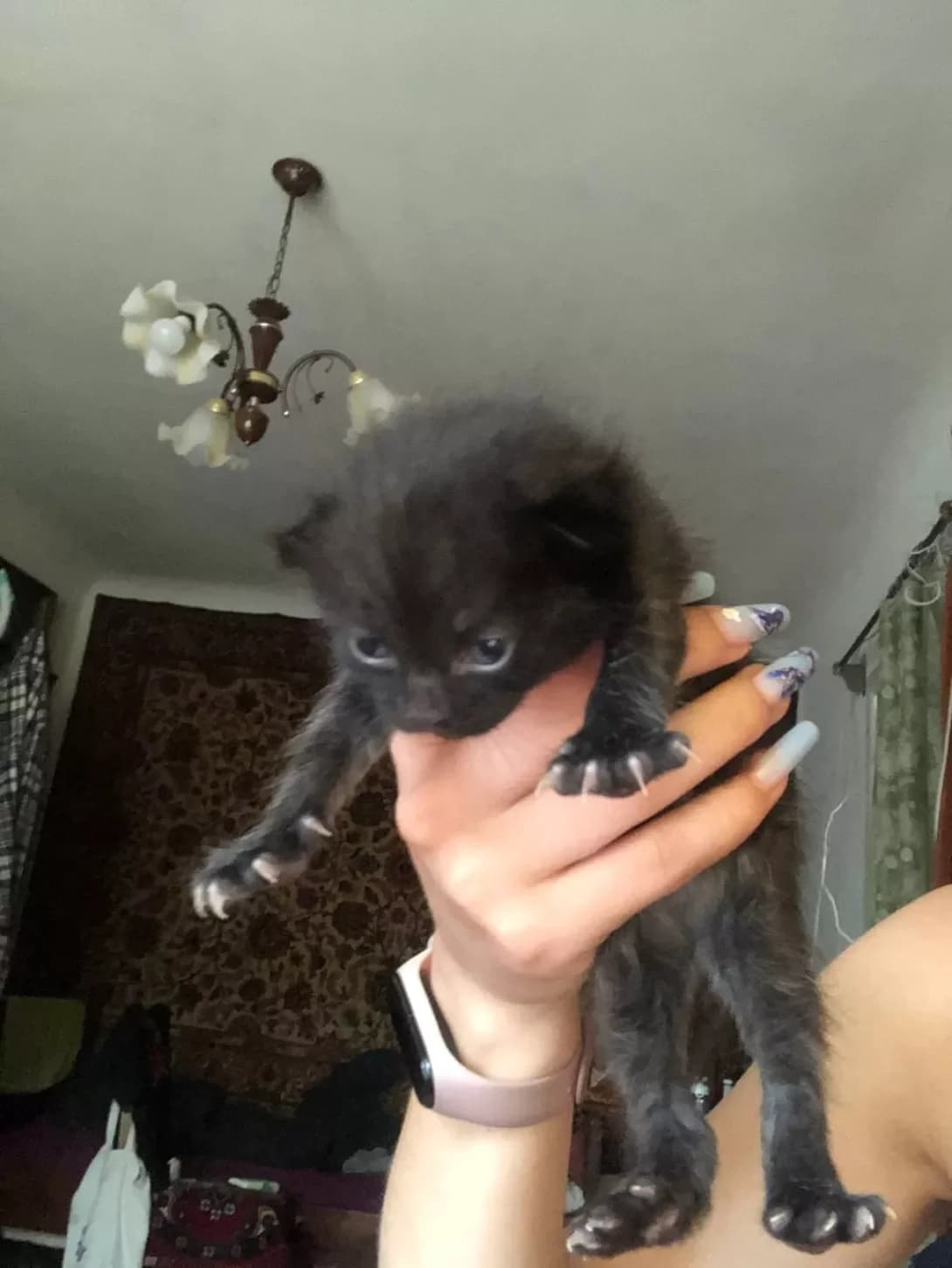 Missa (Місса), female young Mixed Breed for adoption at Happy Paw Poltava