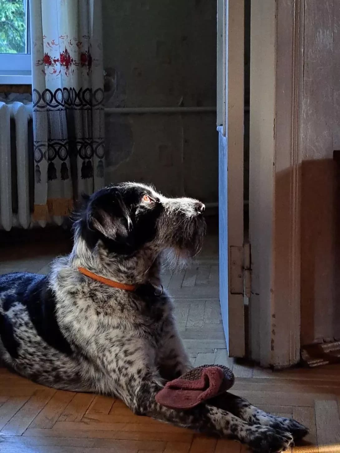 Blek (Блек), male 5yo Mixed Breed for adoption at Happy Paw Kyiv