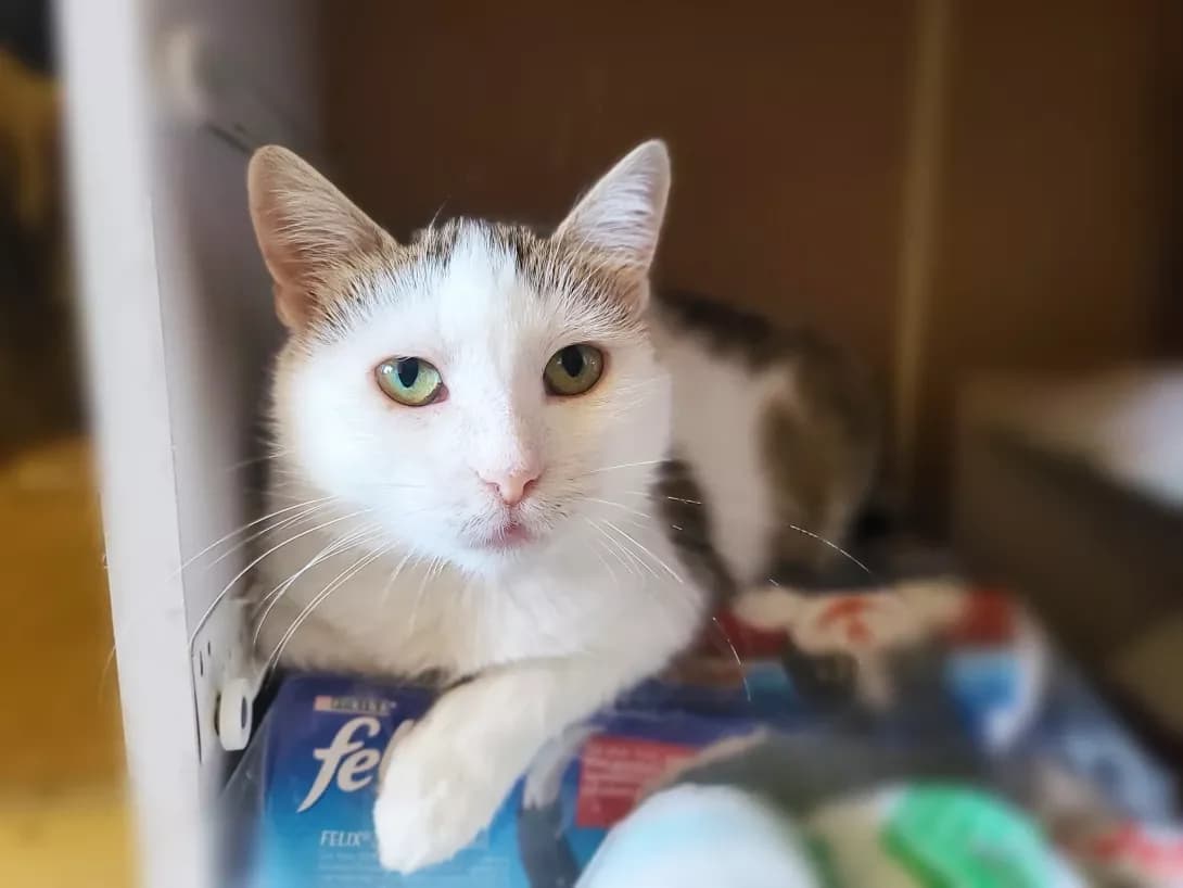 Inga (Інга), female 3yo Mixed Breed for adoption at Happy Paw Kyiv