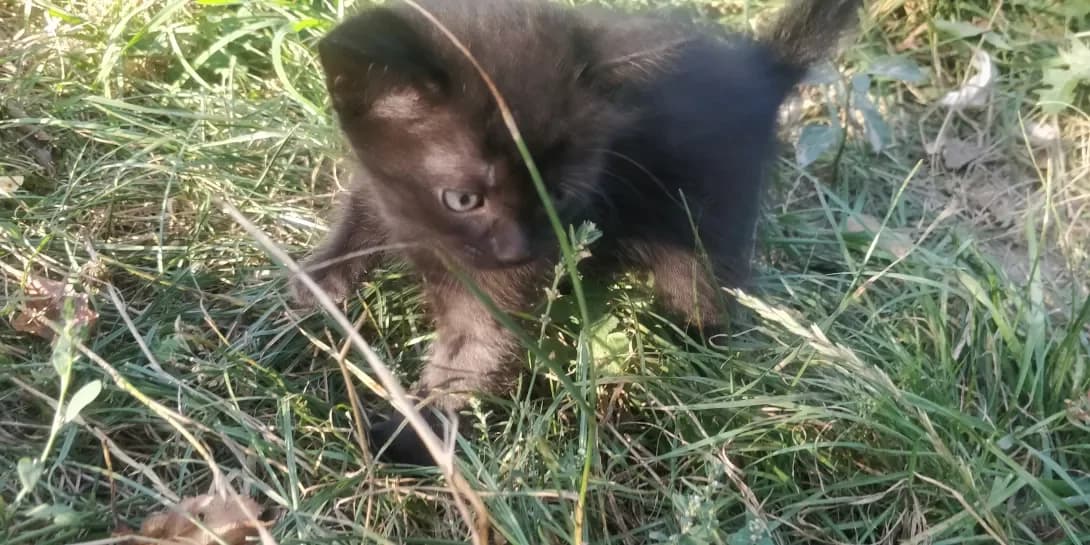 Poki nemaye (Поки немає), female young Mixed Breed for adoption at Happy Paw Kyiv