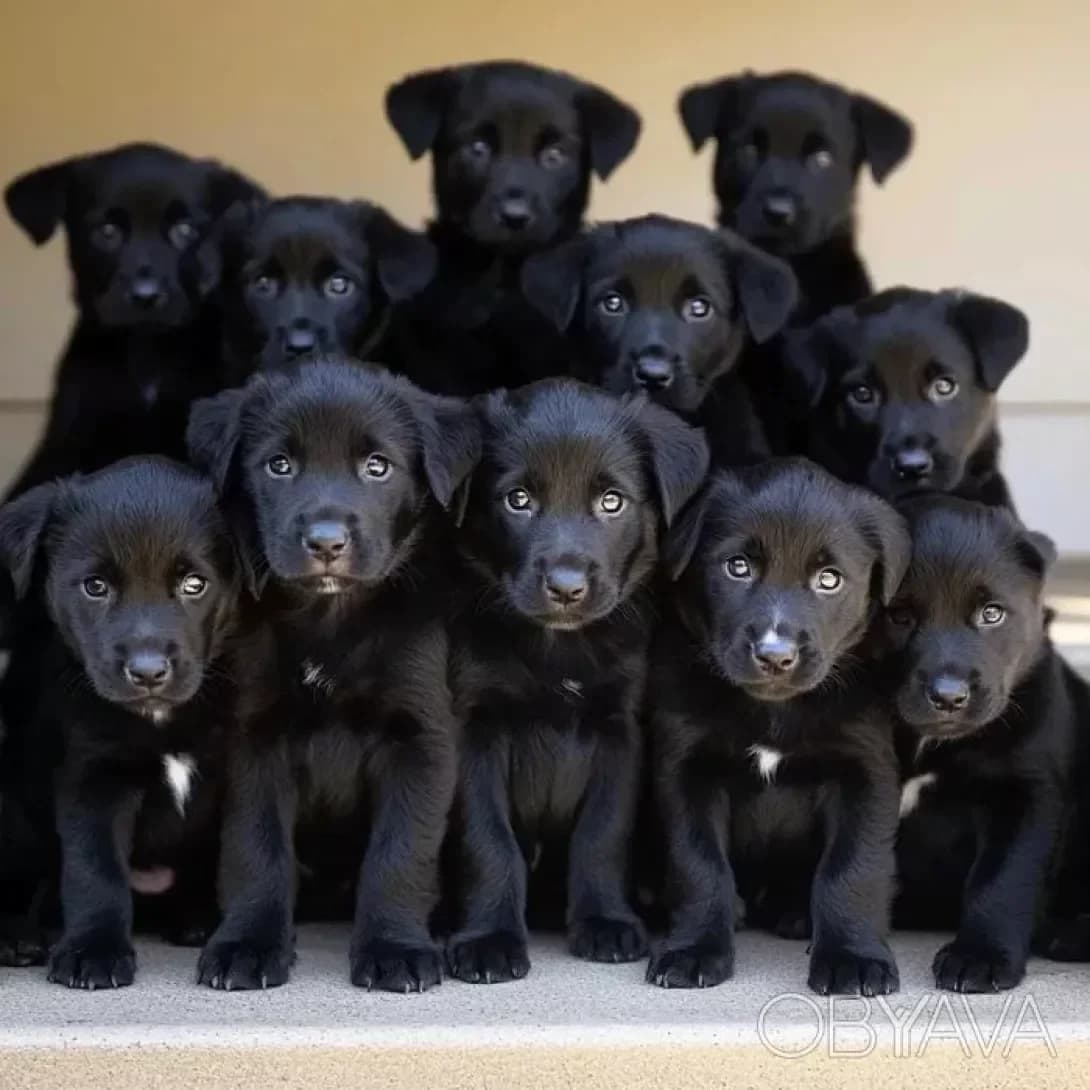 Shariki i Bobiki (Шарікі і Бобікі), Mixed Breed (Happy Paw Kyiv Oblast)
