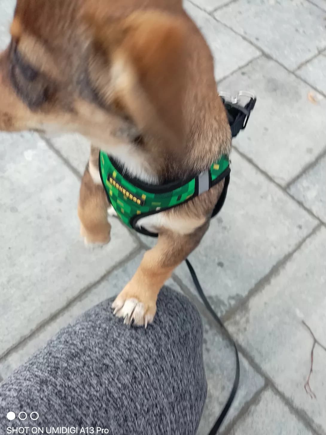 Knopa (Кнопа), female young Mixed Breed for adoption at Happy Paw Kyiv