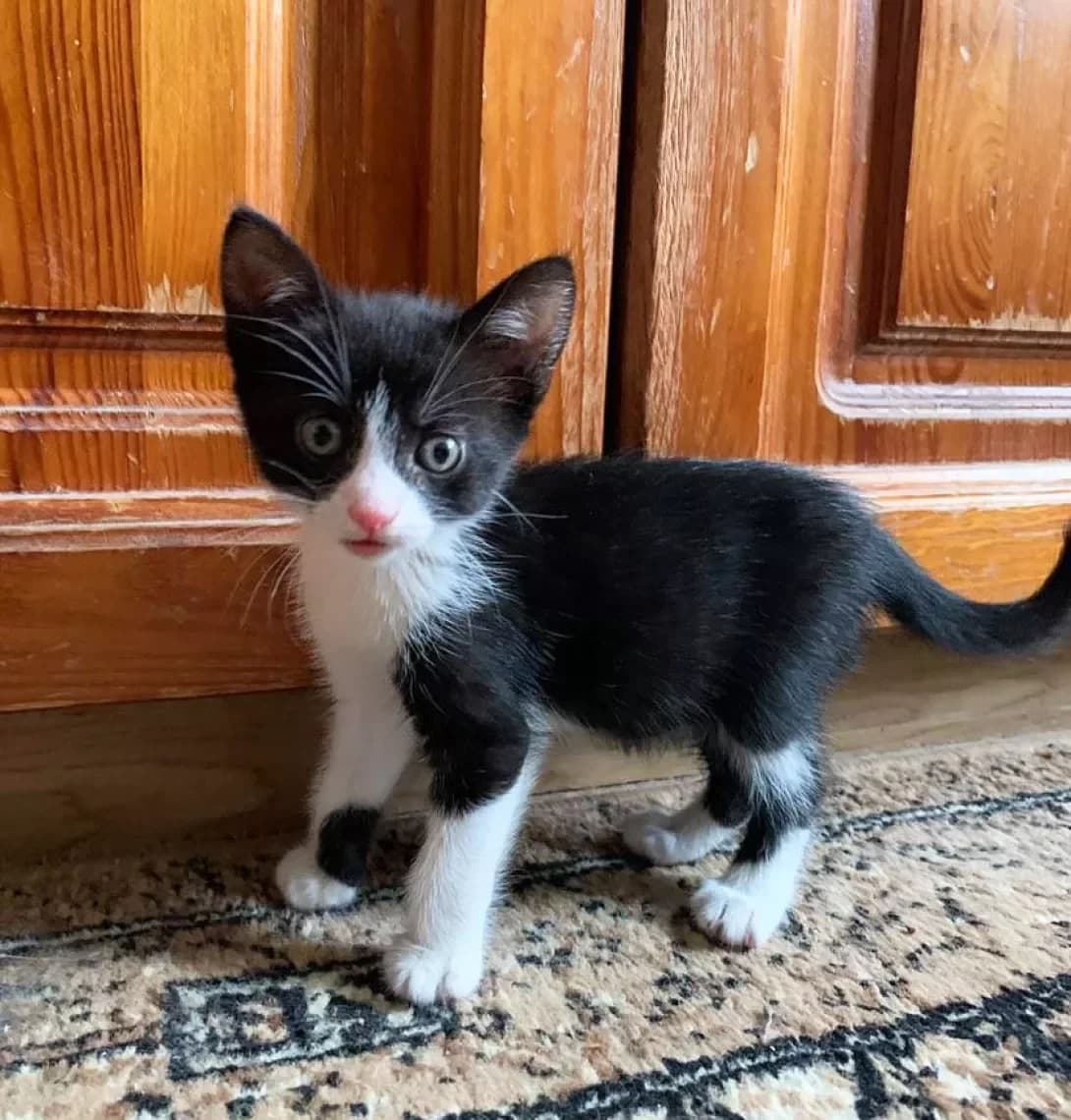 Dyuymovochka (Дюймовочка), female young Mixed Breed for adoption at Happy Paw Kyiv