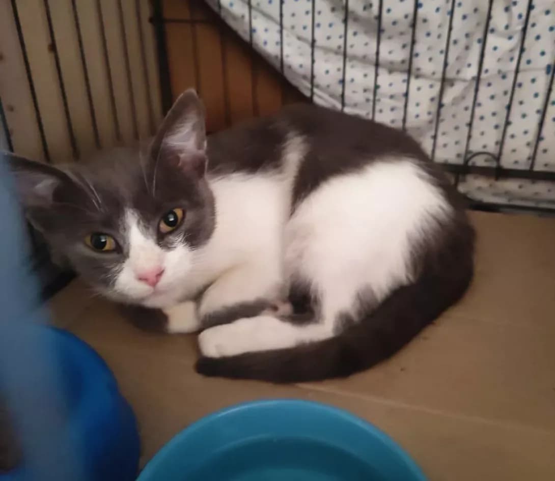 Mika (Міка), female young Mixed Breed for adoption at Happy Paw Kyiv