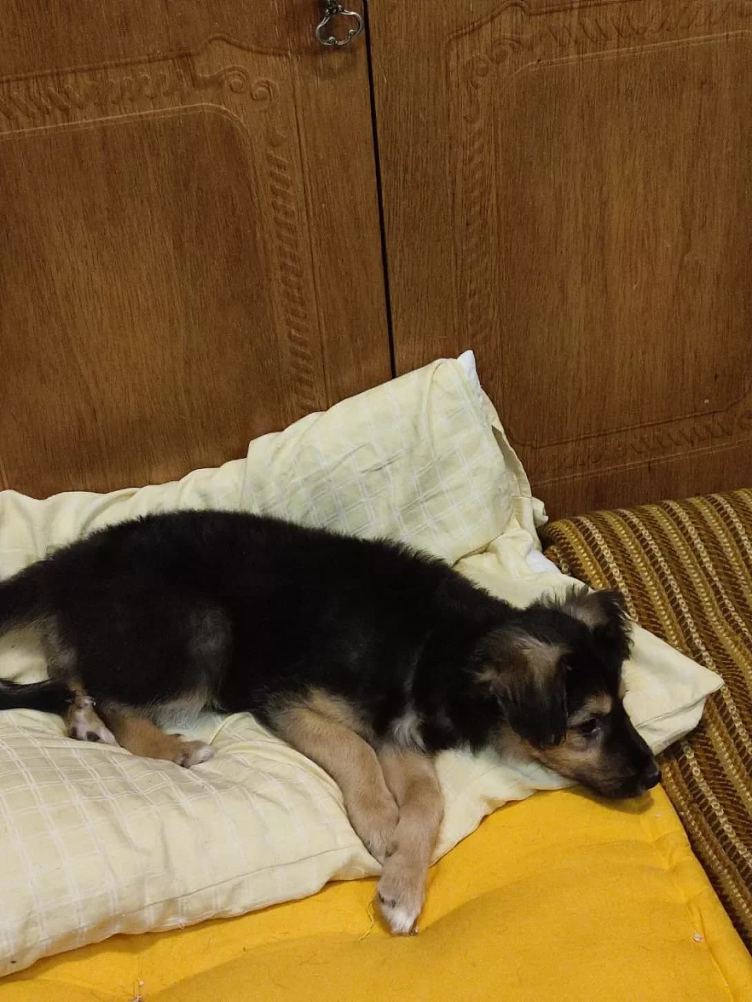 ALISA (АЛІСА), female young Mixed Breed for adoption at Happy Paw Kyiv