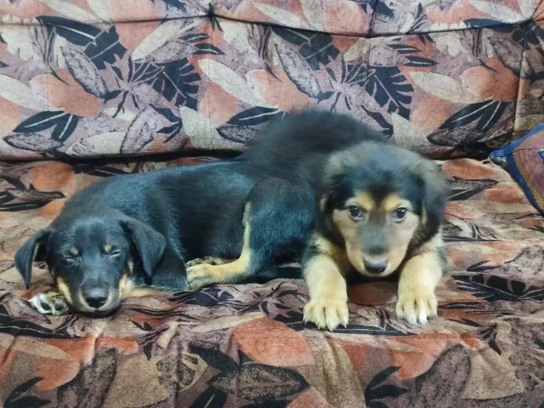 UMKA (УМКА), female young Mixed Breed for adoption at Happy Paw Kyiv