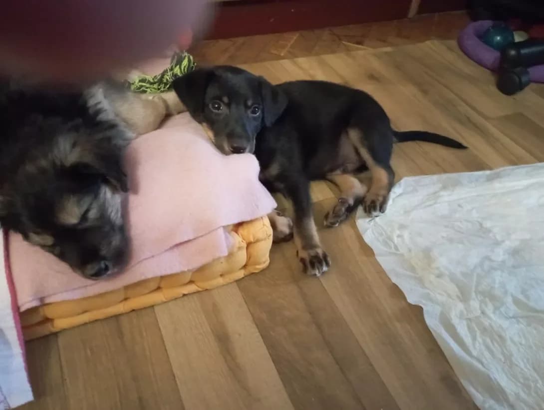 BOY (БОЙ), male young Mixed Breed for adoption at Happy Paw Kyiv