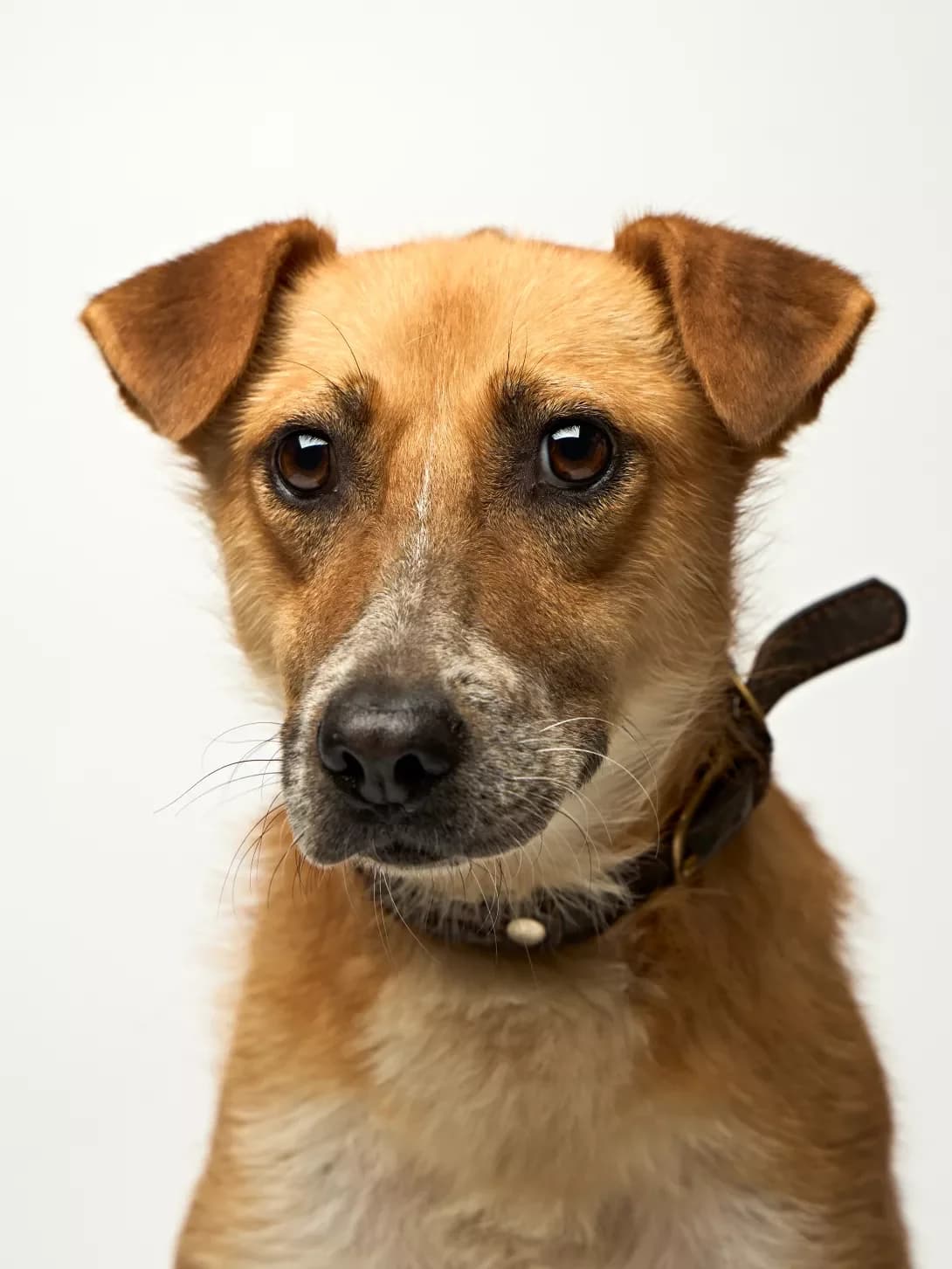 Katan (Катан), male 6yo Mixed Breed for adoption at Happy Paw Kyiv