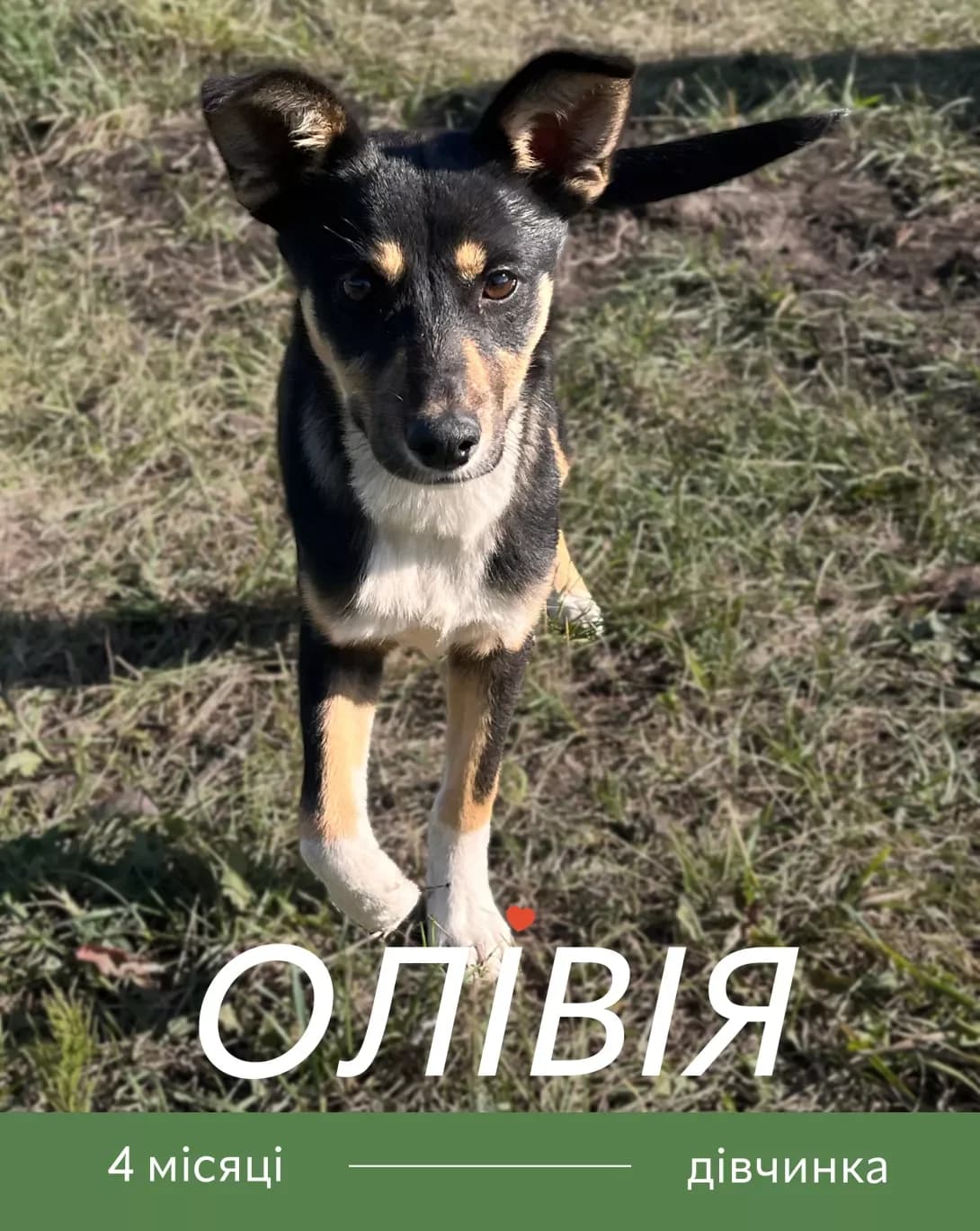Olivia, female young Mixed Breed for adoption at Happy Paw Zhytomyr Oblast