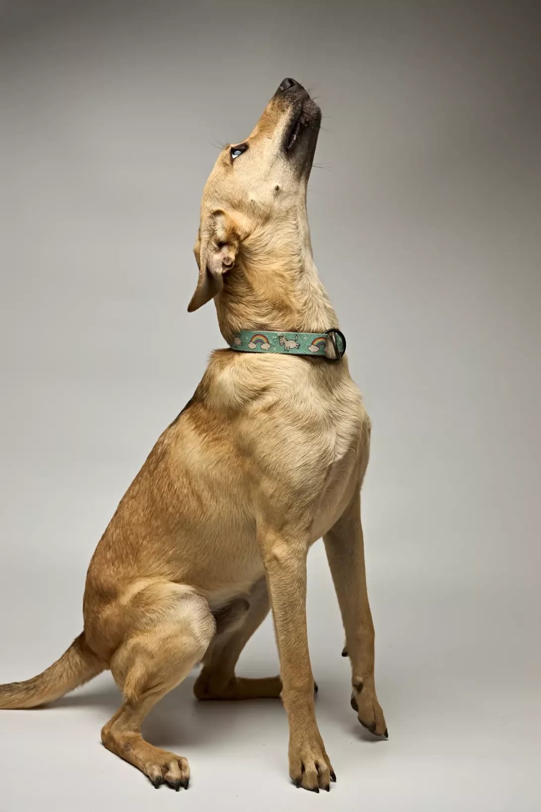 Lord (Лорд), male 4yo Mixed Breed for adoption at Happy Paw Kyiv