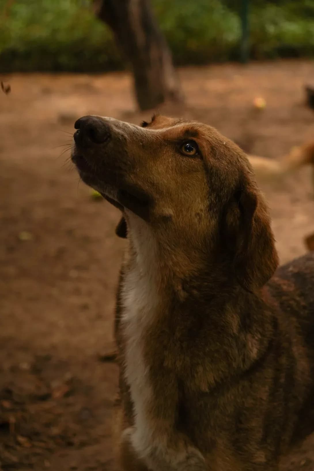 Lapka (Лапка), female 3yo Mixed Breed for adoption at Happy Paw Kyiv