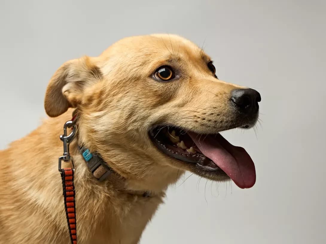 Sanni (Санні), male young Mixed Breed for adoption at Happy Paw Kyiv