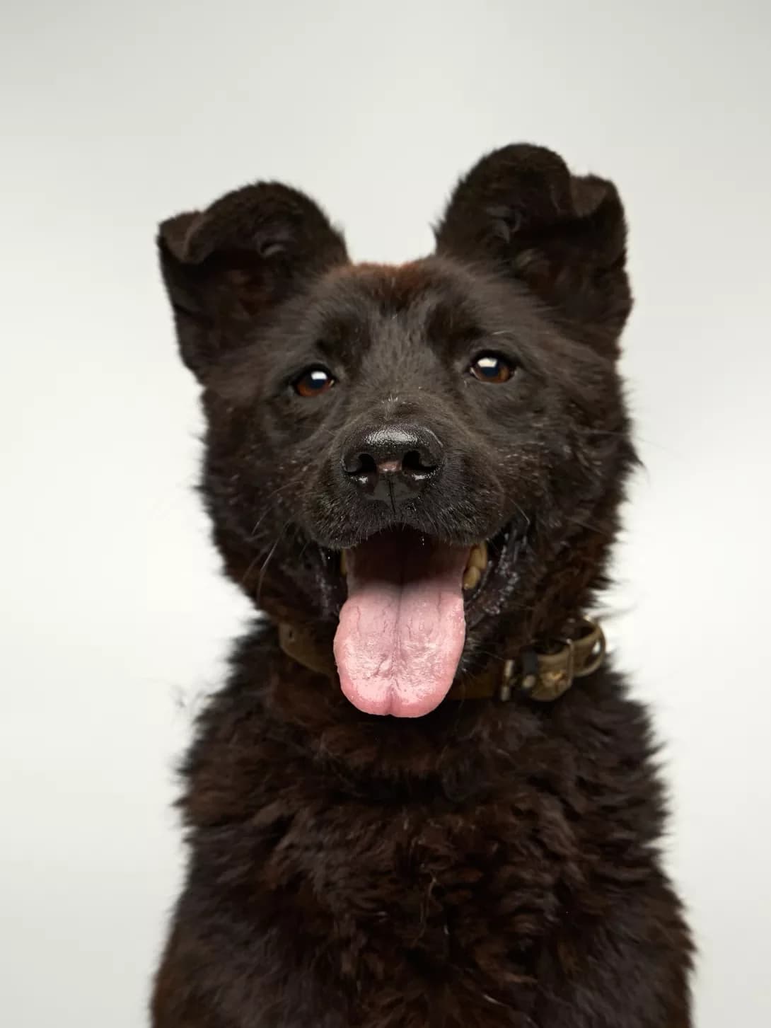 Kord (Корд), male 3yo Mixed Breed for adoption at Happy Paw Kyiv