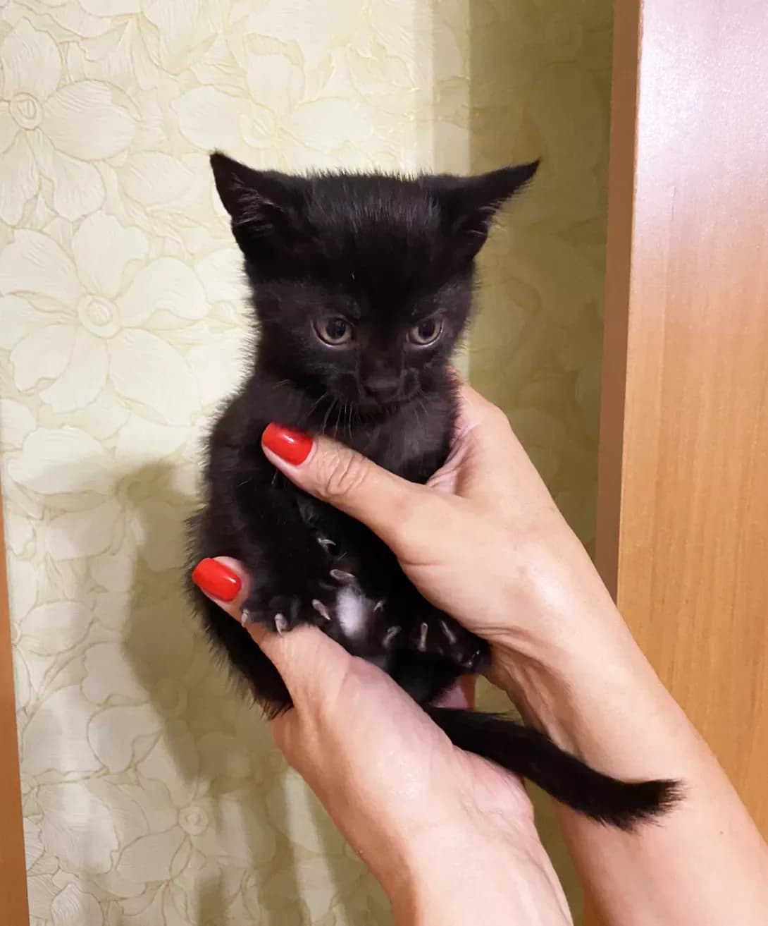 Mira (Міра), female young Mixed Breed for adoption at Happy Paw Kyiv