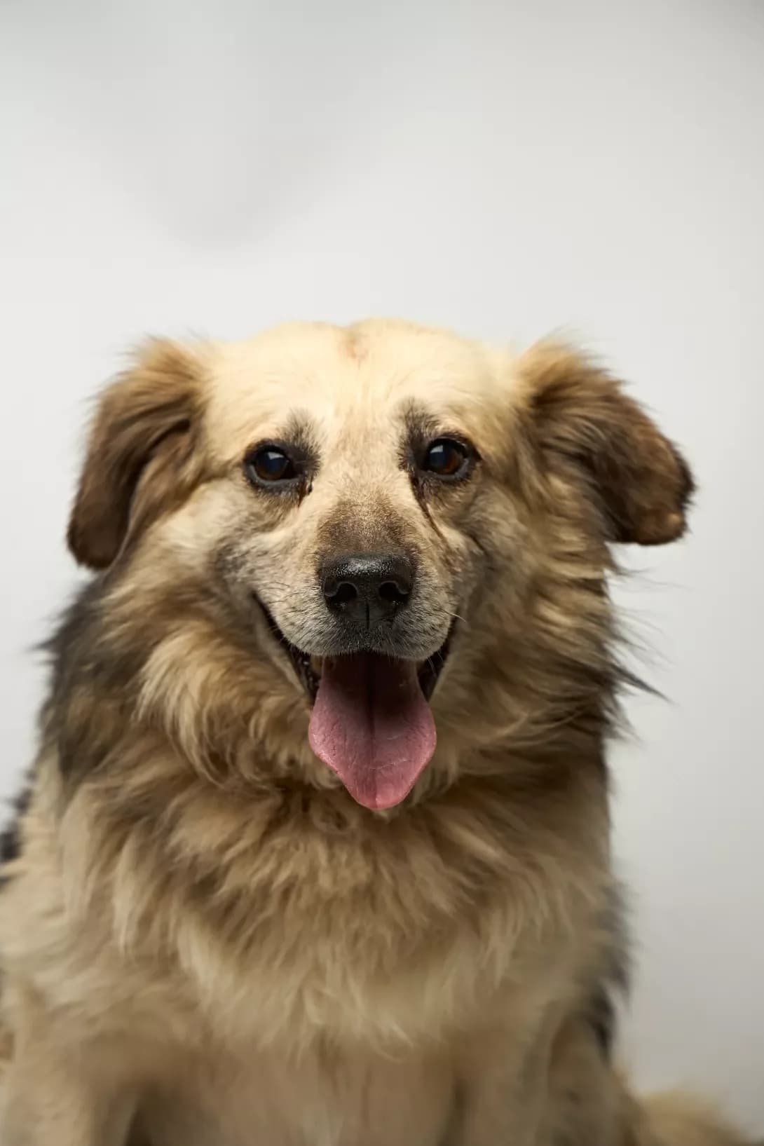 Kentukki (Кентуккі), male senior Mixed Breed for adoption at Happy Paw Kyiv