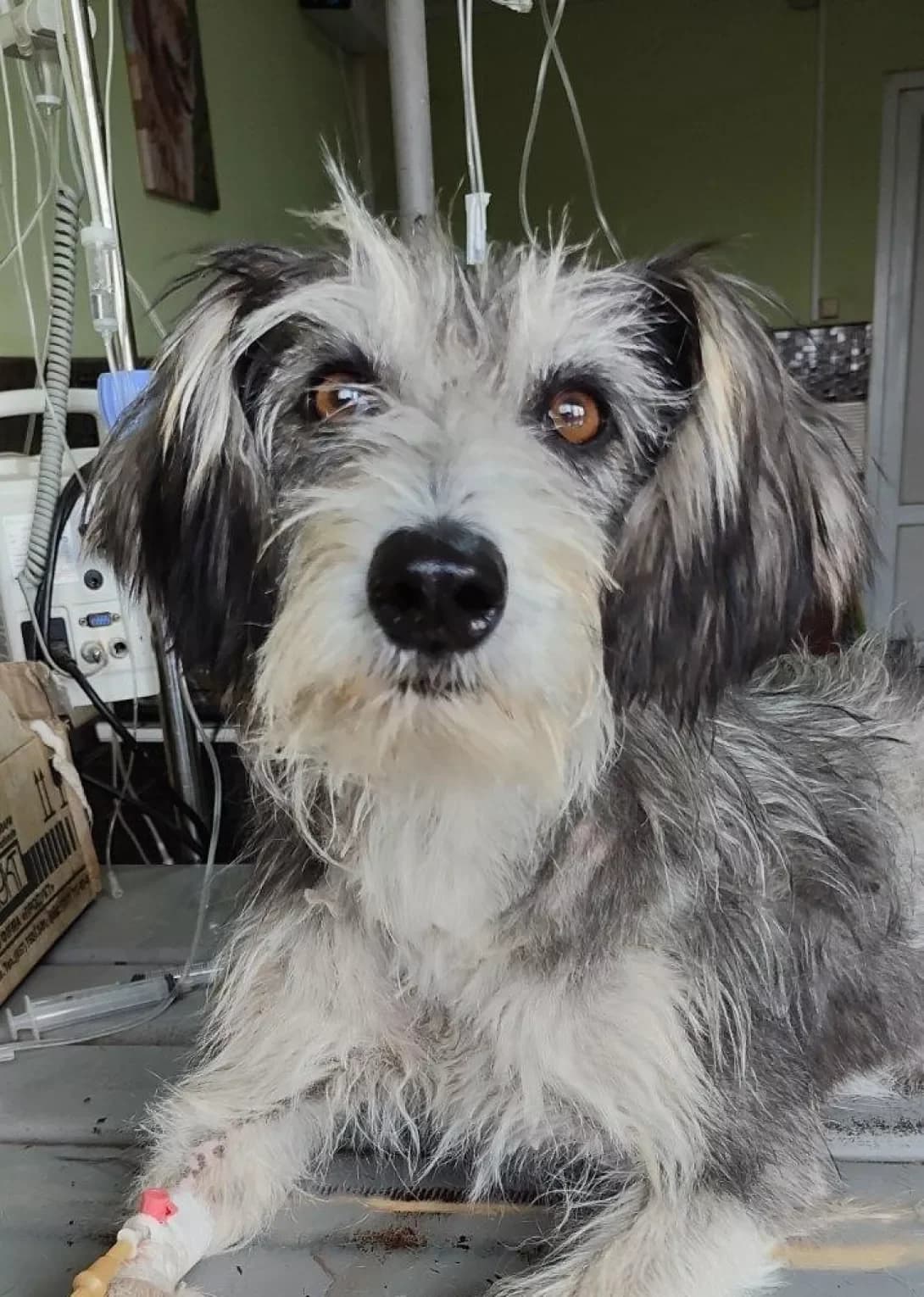 Babochka (Бабочка), Mixed Breed (Happy Paw Dnipro)
