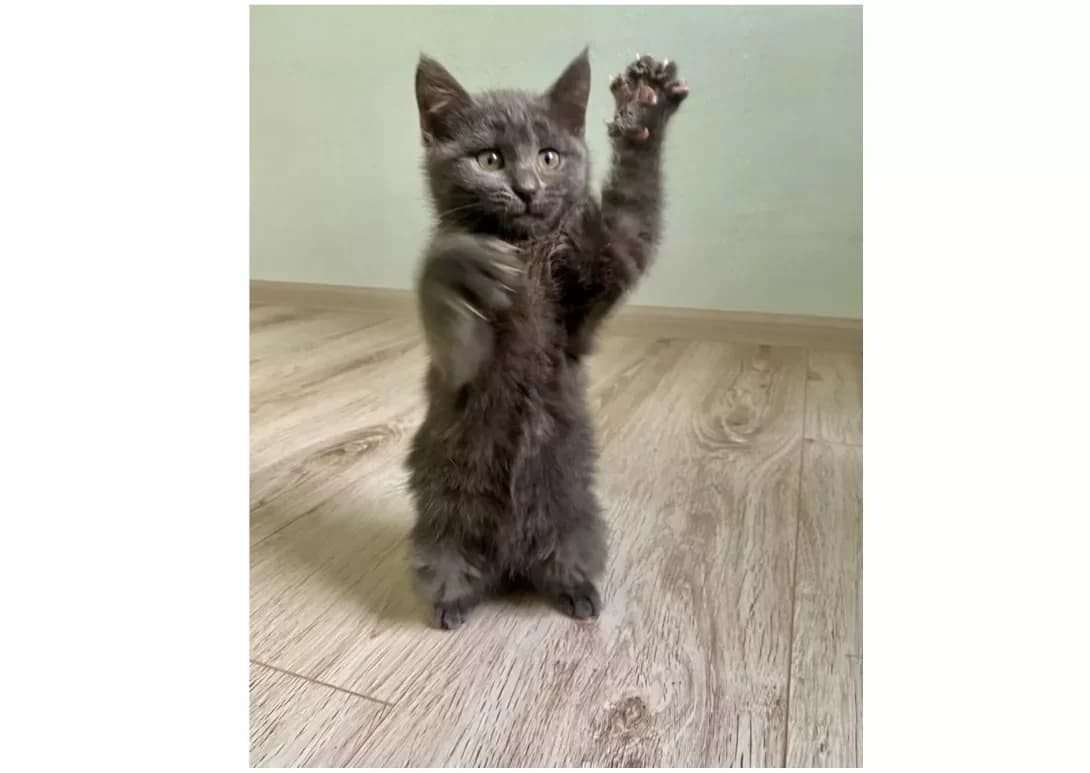 Koshenyata (Кошенята), male young Mixed Breed for adoption at Happy Paw Kyiv