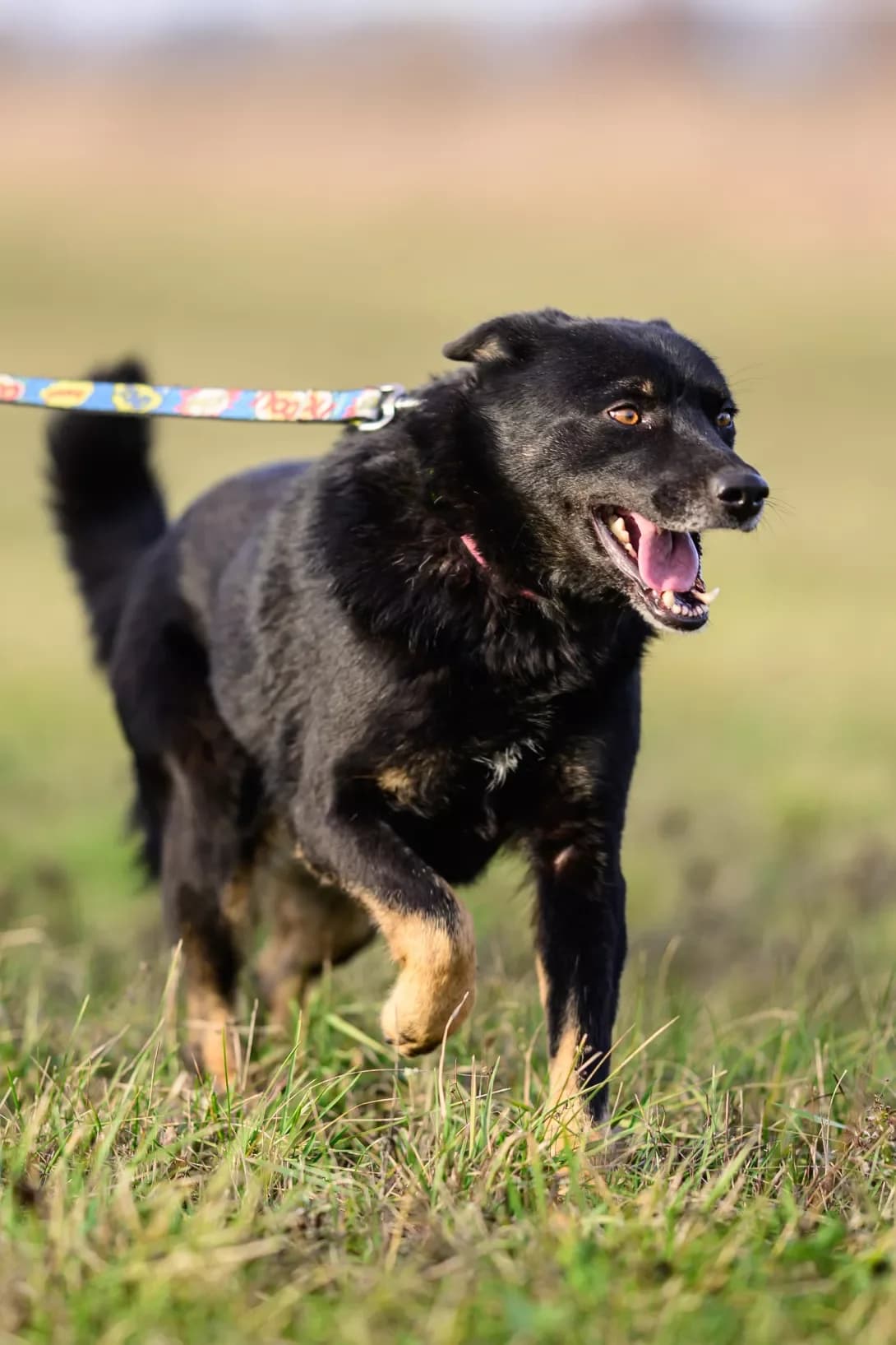 Ayza (Айза), Mixed Breed (Happy Paw Kyiv Oblast)