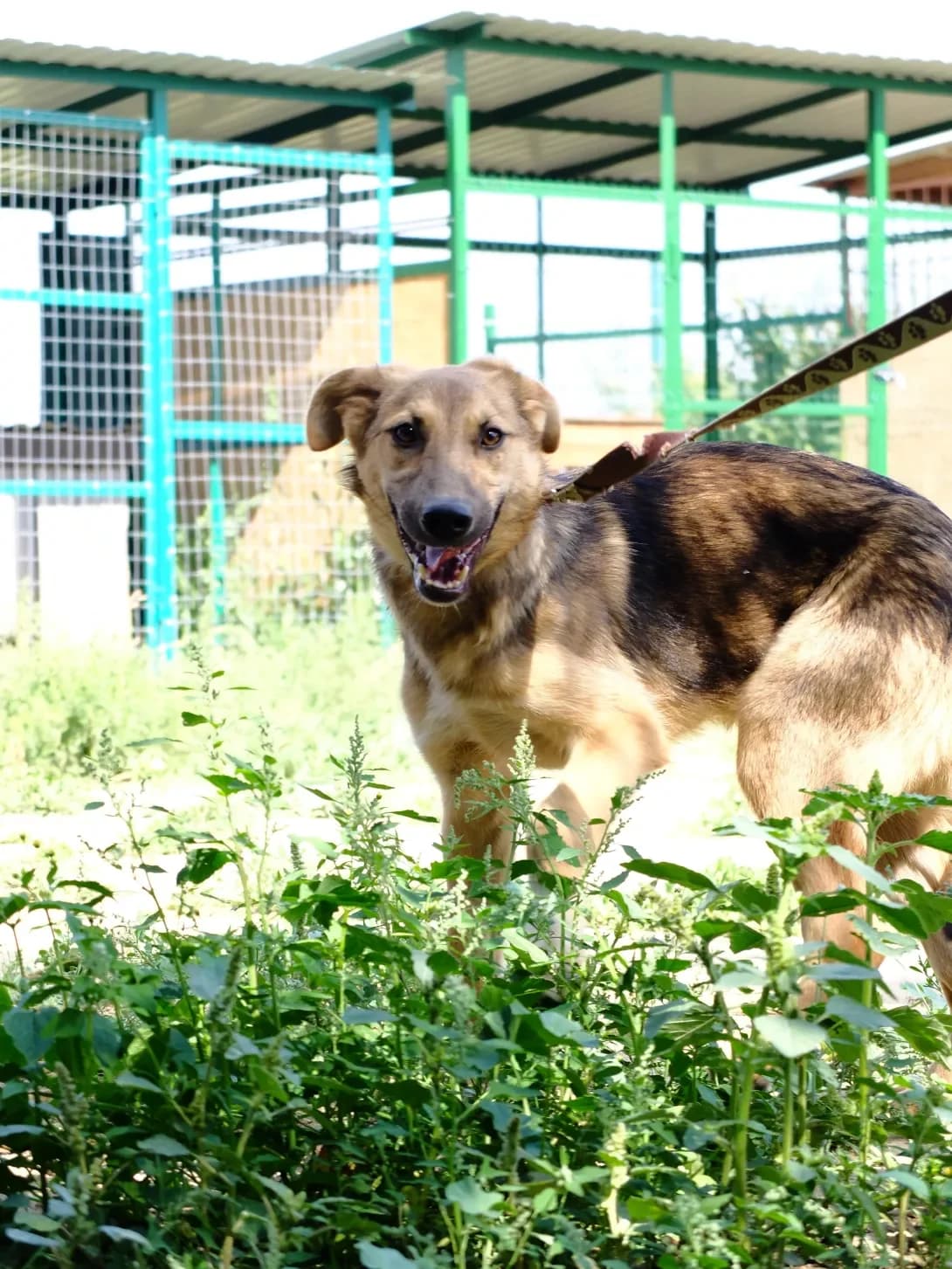 Asher (Ашер), Mixed Breed (Happy Paw Kyiv Oblast)