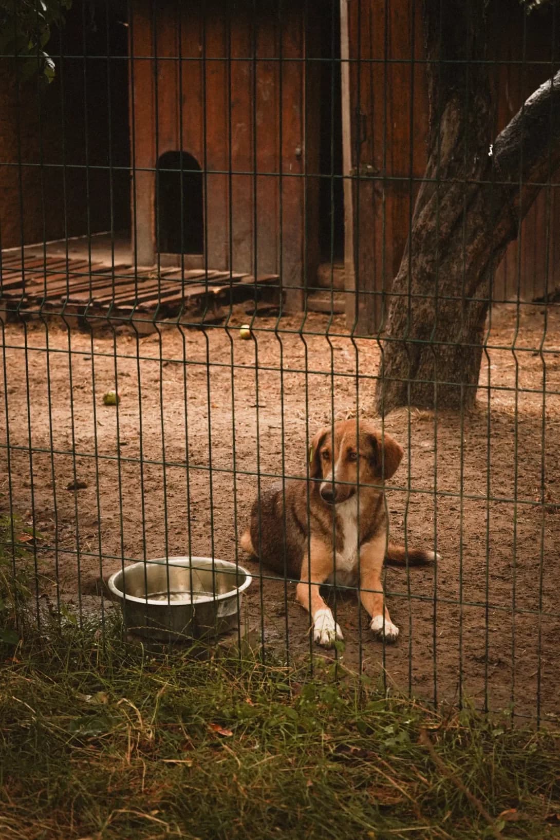 Lapka (Лапка), Mixed Breed (Happy Paw Kyiv Oblast)