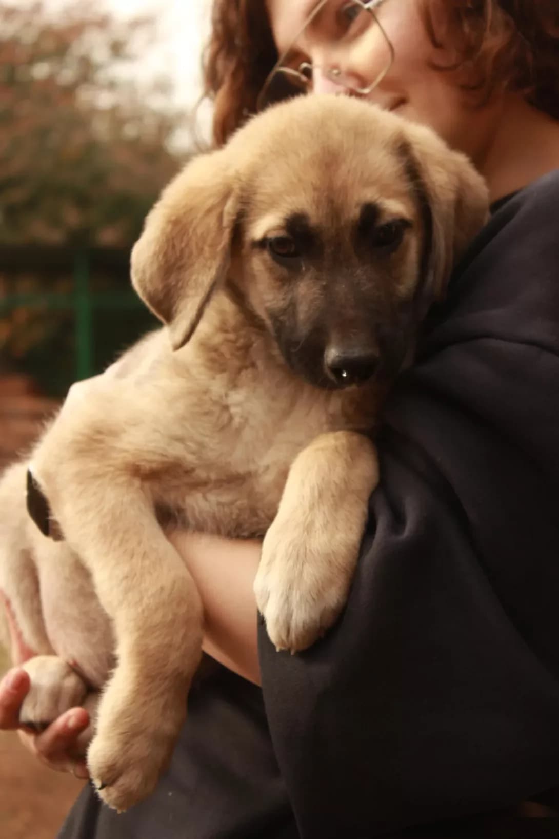 Oliver (Олівер), Mixed Breed (Happy Paw Kyiv Oblast)