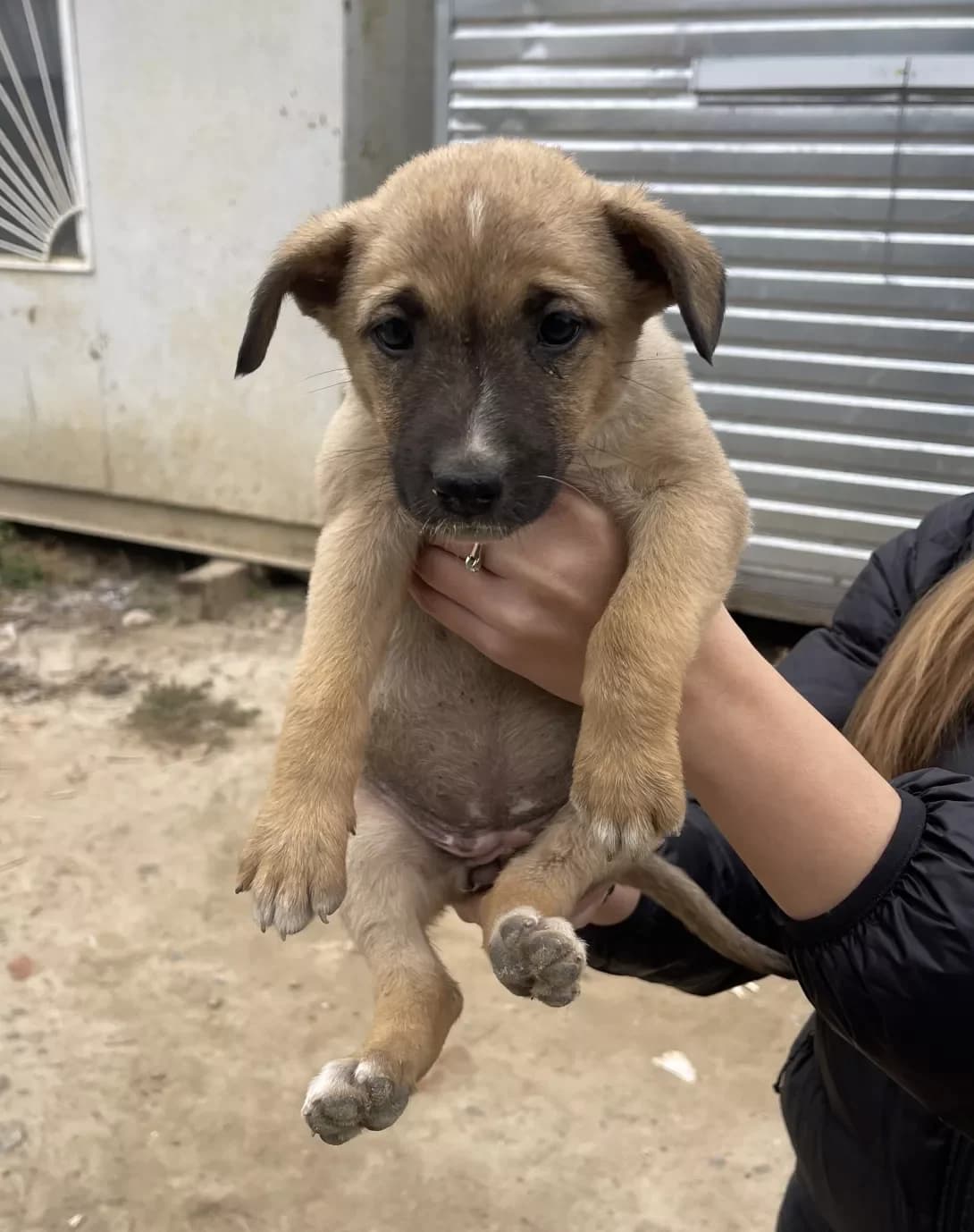 Bez imen (Без імен), Mixed Breed (Happy Paw Kyiv Oblast)