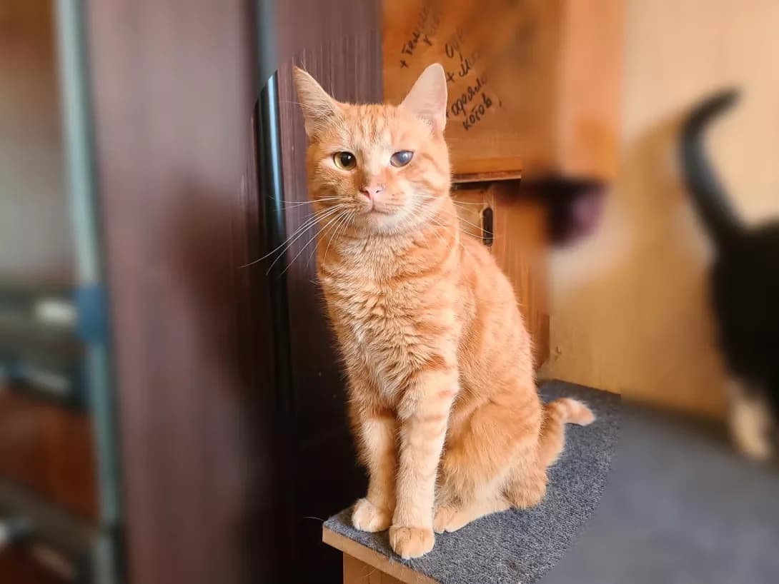 Rizhik (Рижик), male young Mixed Breed for adoption at Happy Paw Kyiv