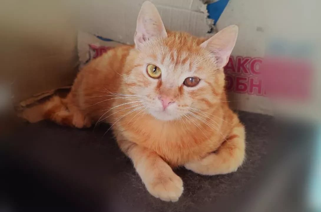 Medok (Медок), male young Mixed Breed for adoption at Happy Paw Kyiv