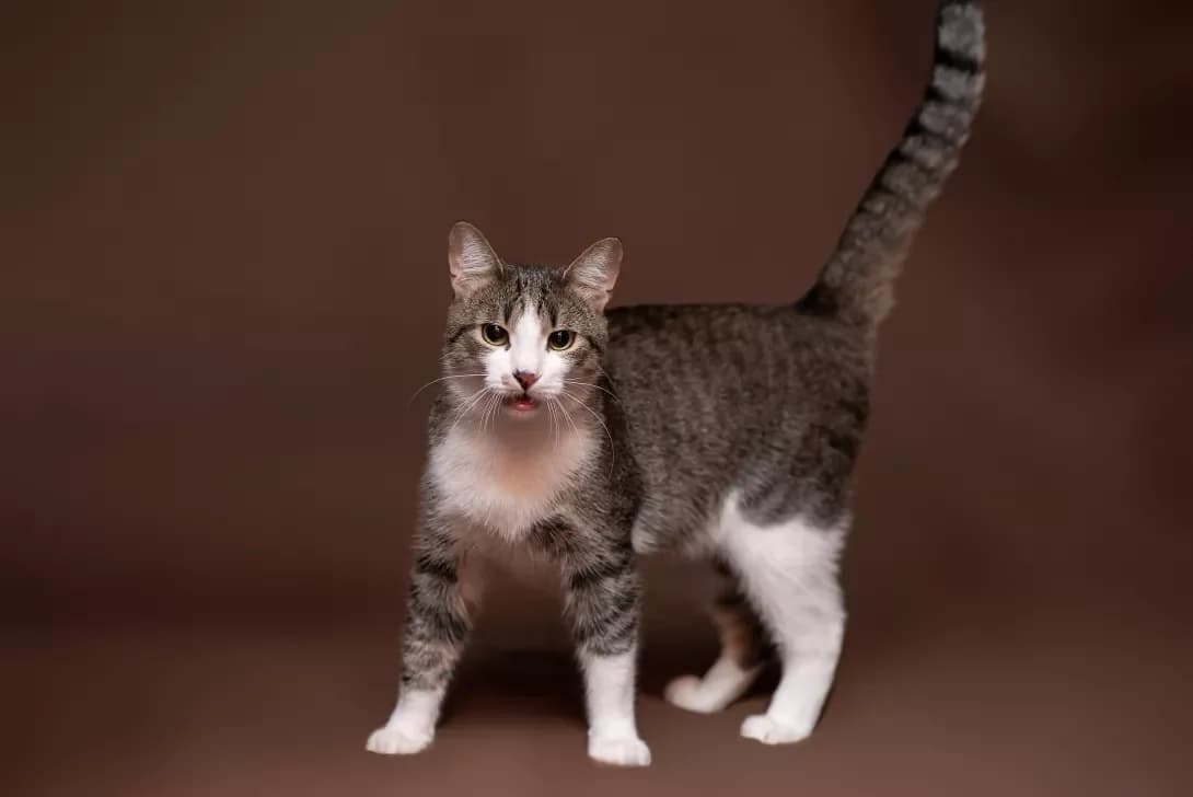 Semi (Семі), Mixed Breed (Happy Paw Kyiv Oblast)