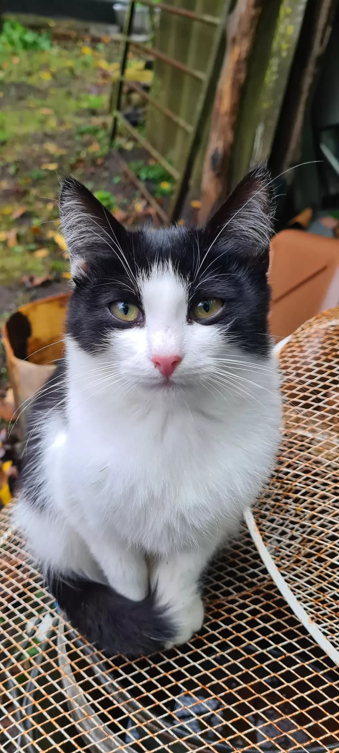 Kitsyunya (Кицюня), female young Mixed Breed for adoption at Happy Paw Kyiv