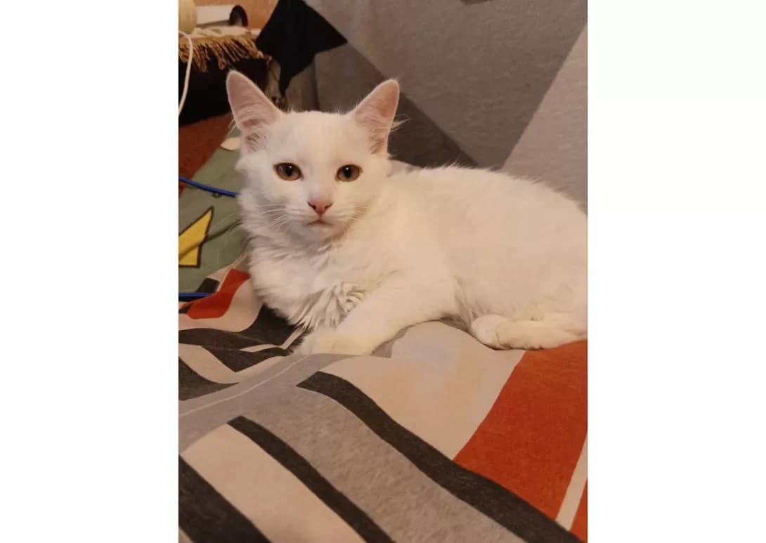 Koshenyata (Кошенята), male young Mixed Breed for adoption at Happy Paw Kyiv