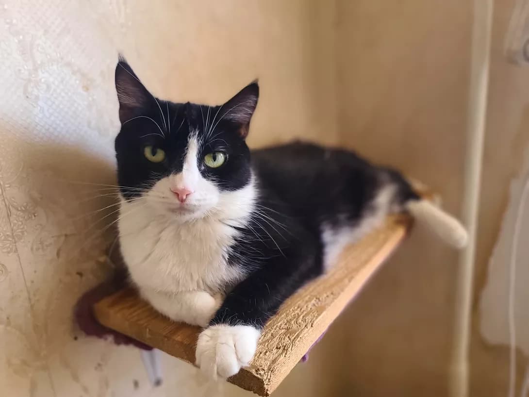 Timofiy (Тимофій), male 3yo Mixed Breed for adoption at Happy Paw Kyiv