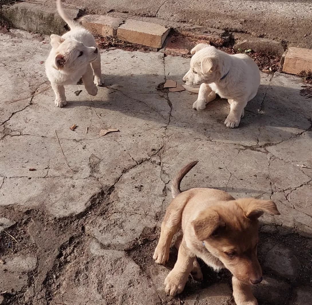 Bez klichki (Без клички), Mixed Breed (Happy Paw Dnipro)