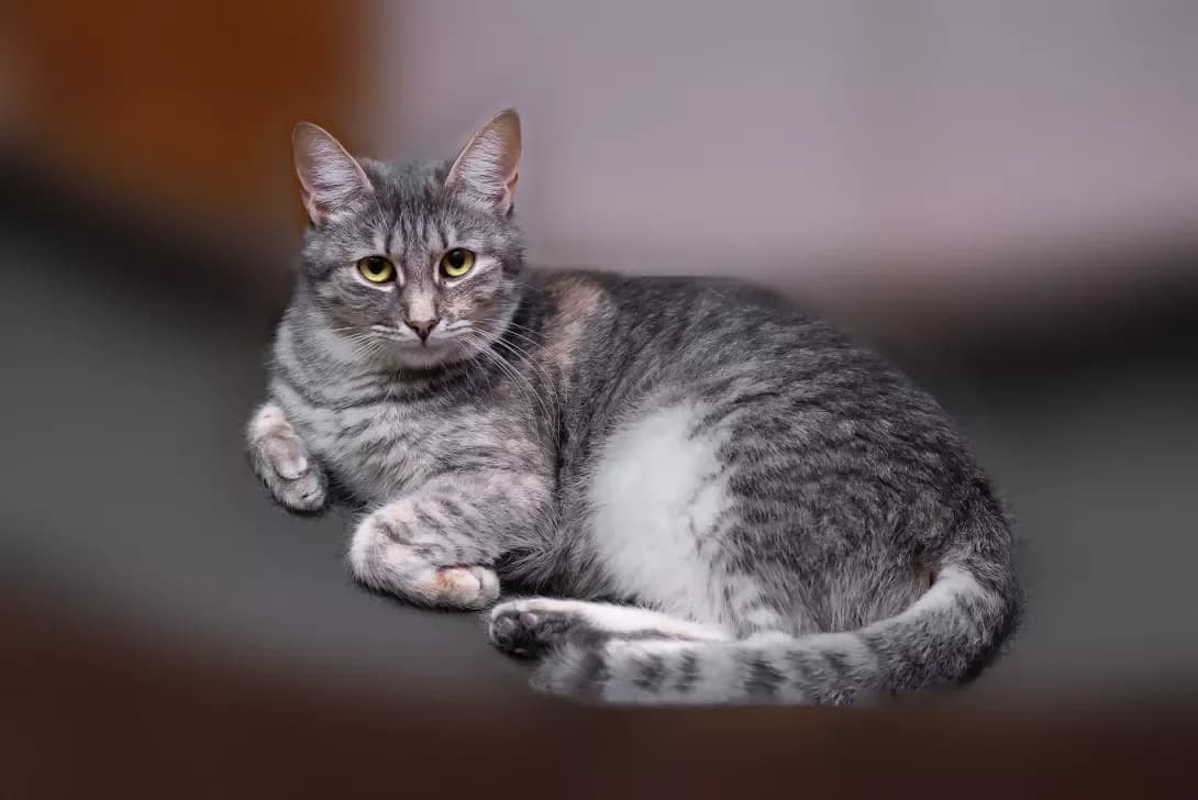 Zoryana (Зоряна), Mixed Breed (Happy Paw Kyiv Oblast)