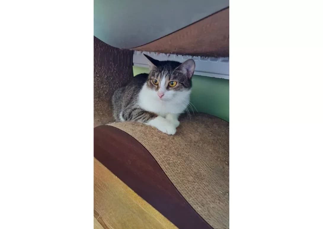 Lada (Лада), female 3yo Mixed Breed for adoption at Happy Paw Kyiv
